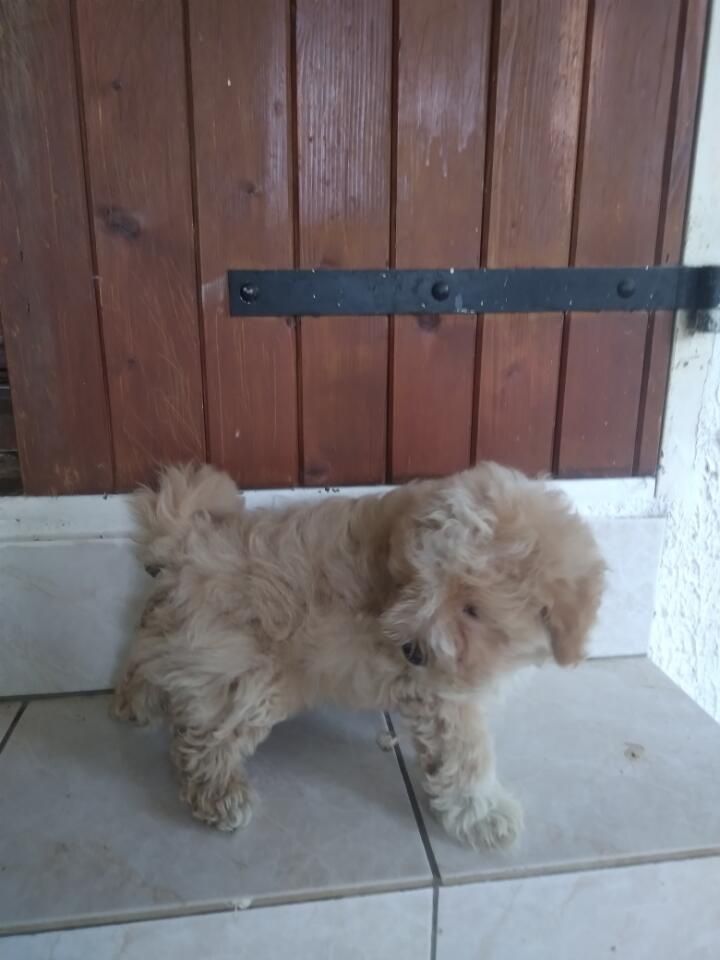 de l'arbourin - Chiots disponibles - Bichon Havanais