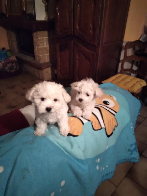 CHIOT 2